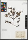 Foto von Salix myrsinites L.